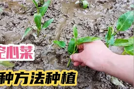 重庆农村；村民用两种方法种植空心菜，成活率高，7天长出根须，视频封面