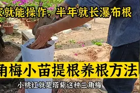 简单给三角梅换盆，分享三角梅小苗提根养根方法，在家即可操作视频封面