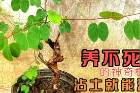 生命力非常强的盆景素材，羊蹄甲（金丝红木），养护修剪技巧视频封面