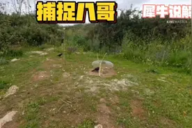 越南小哥简简单单制作陷阱捕捉八哥视频封面