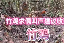春天来了，遍地都是散发着荷尔蒙的气息，竹鸡求偶极品叫声！视频封面