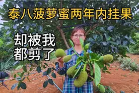泰八菠萝蜜实现两年内挂果，但都被大脚老公剪掉了，太狠心！视频封面