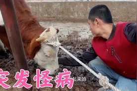 小牛脖子下面长个瘤，又大又硬吓坏夫妻俩，江南连续两天打针治疗视频封面