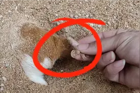 小伙在沙漠发现神秘物体，竟然是这只家伙视频封面
