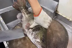 兄弟花了500买了条桂花鱼来做横县鱼生，肉质非常之鲜甜可口视频封面