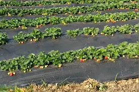 等待的草莓🍓终于熟，喜欢吃草莓的可以来这里采摘深圳永兴桥旁边视频封面