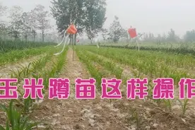 玉米苗期蹲一蹲，这样来操作，产量高抗倒伏视频封面