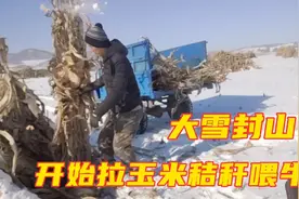 吉林农村大伟，大雪封山开始拉玉米秸秆喂牛，两口子真能干视频封面