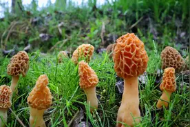 小河边长满了野生羊肚菌，阿松带你现场采蘑菇，引来路人驻足围观视频封面