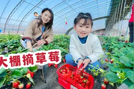 媳妇带俩丫头摘草莓，又蹦又跳玩的真嗨，闺女还凶巴巴的跟鹅吵架视频封面