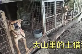 大山里一位60多岁的老人独自养了20条猎狗，太厉害了视频封面
