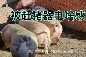 鹏哥赶猪器漏电这下操蛋了，被他电不是闹着玩，没招不电不下车视频封面