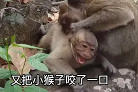 小猴子不肯断奶，偷吃奶被猴妈爆揍，表情包点亮新高度！视频封面