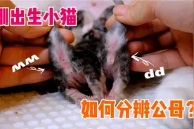 刚出生的小奶猫如何区分性别公母？新手繁育人 猫舍教程 教学vlog视频封面