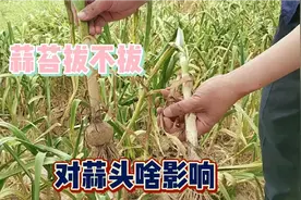 不拔蒜苔对大蒜生长影响有多大？随机挖出几棵验证，结果有点意外视频封面
