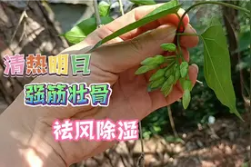 小伙给楼顶菜园搭竹架，种上一株夜香花，用来打汤非常好喝！视频封面