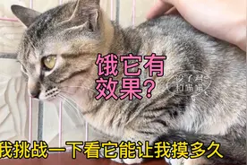 收养流浪猫第125天，对我又凶又打的猫是不是变了？饿它肚子有效视频封面