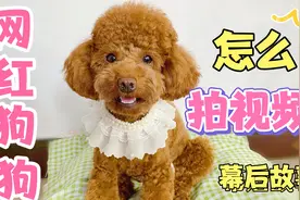 网红狗狗怎么拍视频呢？带你揭秘网红狗狗幕后故事！一学就会！