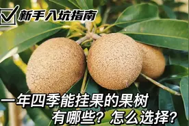 7种适合露台栽种的水果，掌握好技巧，一年四季挂果累累摘不完！视频封面