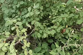 野樱桃视频封面