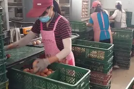 规模蛋鸡场全自动捡蛋视频封面