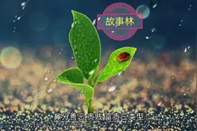 江湖秘传面相过三关-鼻分善恶贵贱富贵三类型视频封面