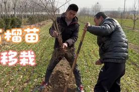 农村寒冬已过，果园石榴苗开始移栽了，贺子细心讲解，种一棵包活视频封面