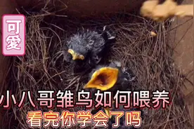 八哥幼鸟、雏鸟如何喂养教程，看完你学会了吗？值得大家收藏！视频封面