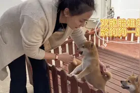双胞胎柴犬宝宝外出撒欢，狗爸一旁看护，忠实的小狗保镖视频封面