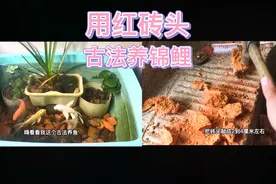 用红砖头古法养鱼，养的还是锦鲤，穷养鱼的天花板视频封面