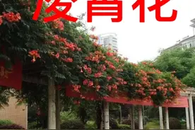 扬州市东圈门16号江同志故居对面墙上的凌霄花视频封面