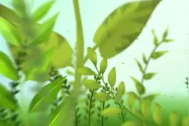 鲁担惠农贷视频封面