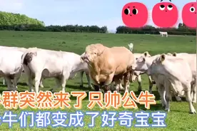 母牛群来了一只公牛，母牛们都化身好奇宝宝：这牛怎么这么壮呀！视频封面