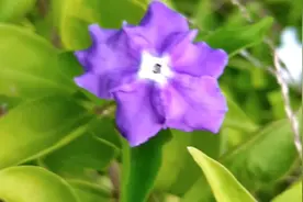 有没有人知道那个像豆角一样的东西，是什么花视频封面