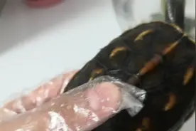 宠龟求教养的两年乌龟最近发现龟背凹了是什么原因？一直是水过背视频封面