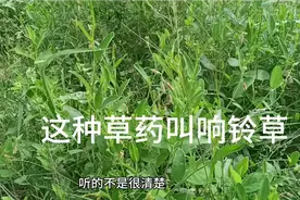 这是一种叫响铃草的草草药，有朋友认识吗。视频封面