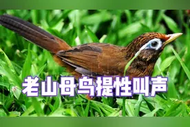 画眉老山母鸟提性叫声！视频封面
