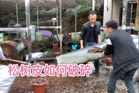 松树皮你们用的时候不要挑剔了，看看我们粉碎过程，你就不会浪费视频封面
