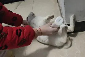 看哈是咋给兔兔们洗澡澡的，大兔屁股太脏只有热天给他水洗澡剪毛视频封面
