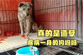 无法想象瘦弱的狗妈妈疾病一身缠绕，卵巢囊肿，阴道脱垂，脚趾烂视频封面
