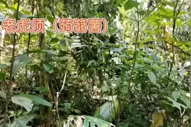 身边的草药（407），老虎须（蒟篛薯），清热解毒理气止痛活血视频封面