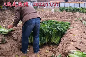 挖沟冬储大白菜，聊聊白菜如何拔，在沟里怎么放，怎么盖视频封面