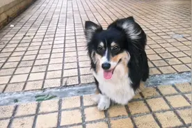 电臀毛豆豆视频封面
