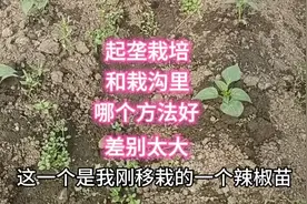 起垄栽培和平地栽培哪个方法好？差别实在太大了，事实不得不服视频封面