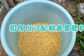如何配制盆景肥料，正确使用肥料有哪些方法，今天聊一聊视频封面