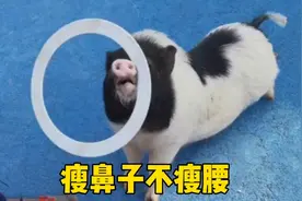 猪：我减肥从来就没成功过！别人减肥都瘦腰，但我减肥瘦鼻子！视频封面