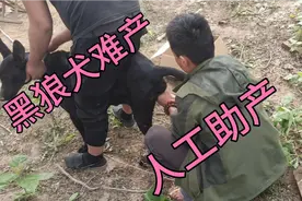 黑狼犬难产老四才去助产的方式避免剖腹产看老四如何操作视频封面