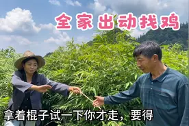 家里新来的两只鸡跑丢了，全家着急忙慌找了几小时，始终不见踪影视频封面