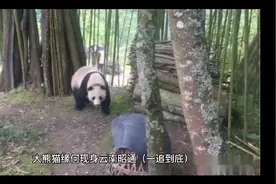 大熊猫为何跑到云南昭通来？视频封面