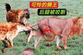 可怜的狮王，被鬣狗咬断后腿，痛得不停地咆哮#动物世界 #狮子视频封面